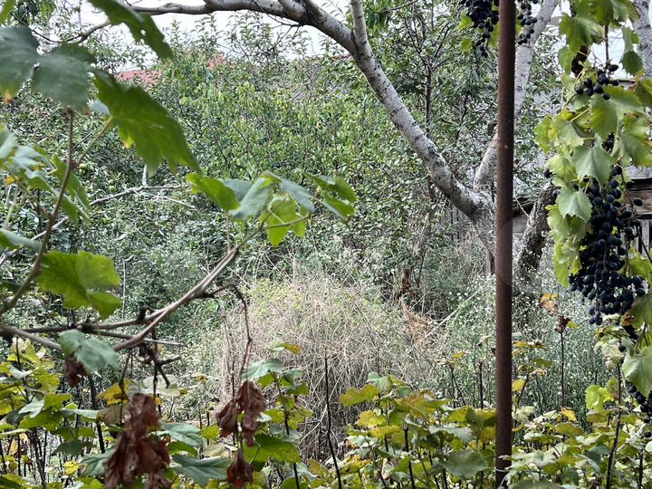 Участок 8,5 сот. (ИЖС)