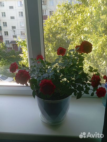 Комнатная роза чайная