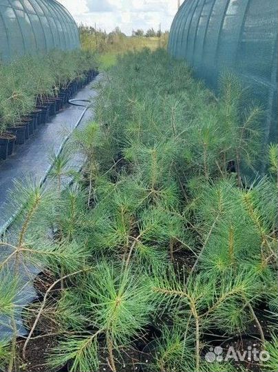 Саженцы сосны обыкновенной, зкс