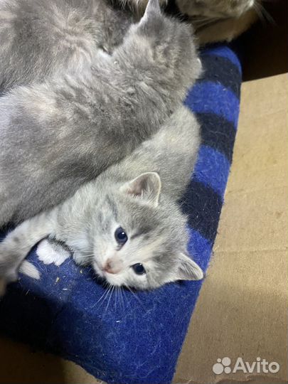 Котята бесплатно