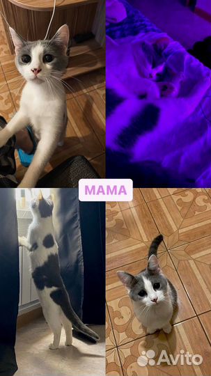 Котята в добрые руки даром