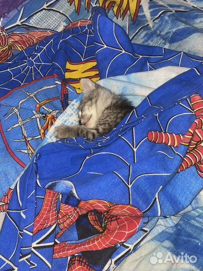 Котята в добрые руки бесплатно