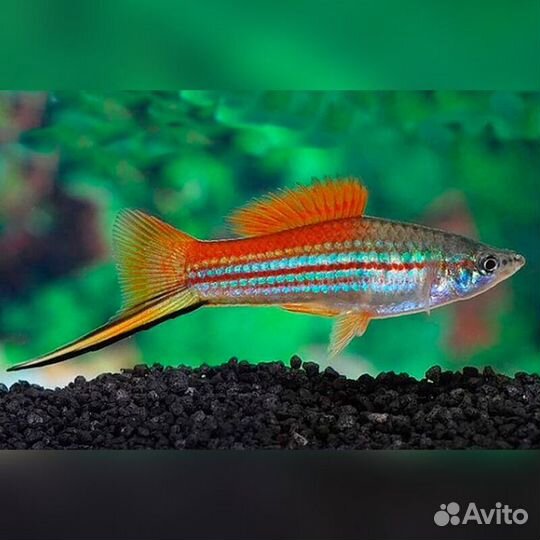 Аквариумные рыбки