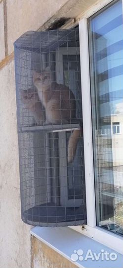 Балкон для прогулки любимца Прояви Любовь и заботу