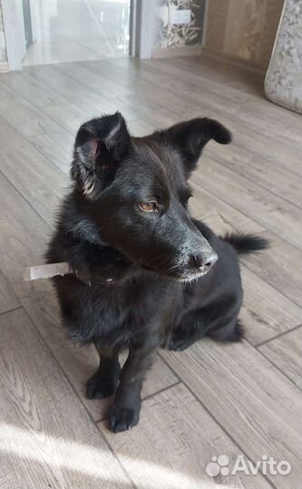 Собака коротколапик в самые добрые руки