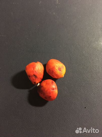 Магнолия суланжа