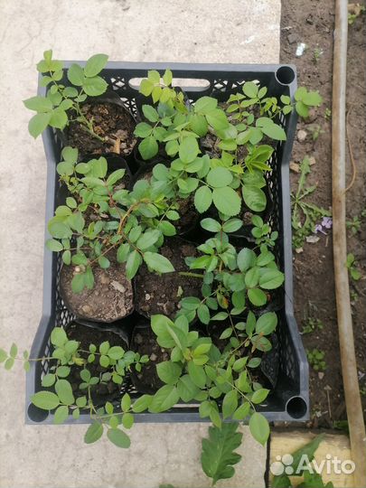 Кустовые розы саженцы