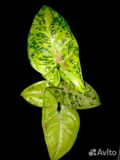 Сингониумы 2