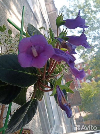 Глоксиния цветущая