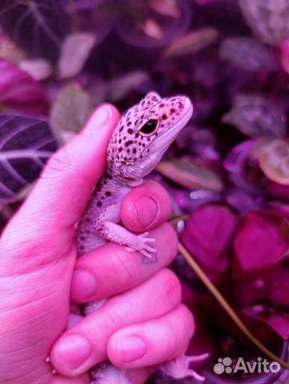 Эублефар Mack Snow Enigma Eclipse Самка