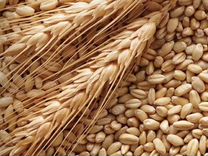 Зерно пшеница,ячмень