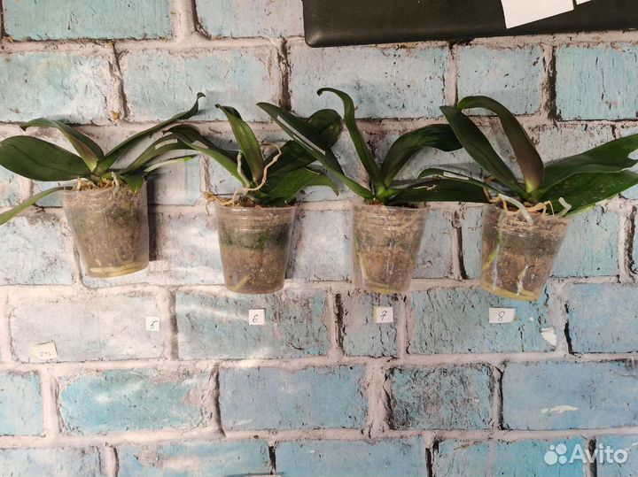 Орхидея фаленопсис KS Fragrance