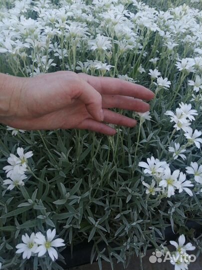 Ясколка и ландыши корнями