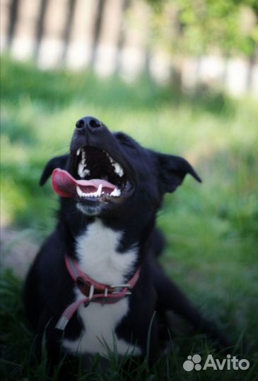 Собачка в дар