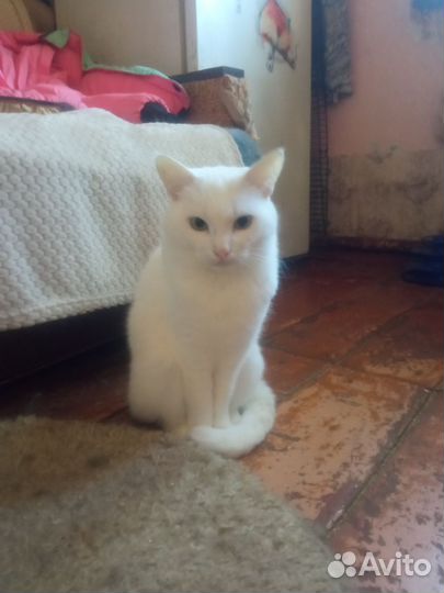 Кошечка Сима в добрые руки