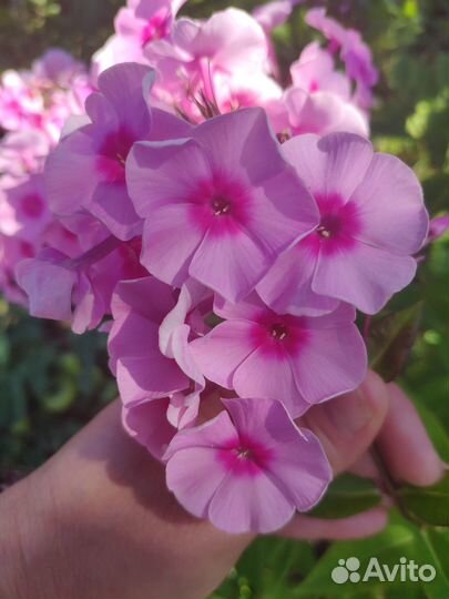 Флоксы сортовые