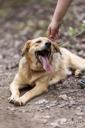 Щенок Пончик