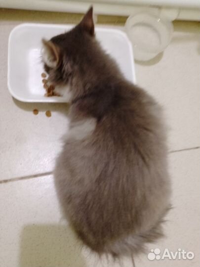 Кошечка в добрые руки