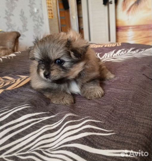 Померанский шпиц лисичка