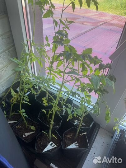 Рассада перца сладкого,помидоры чери, для теплица