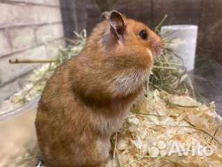 Хомяк сирийский