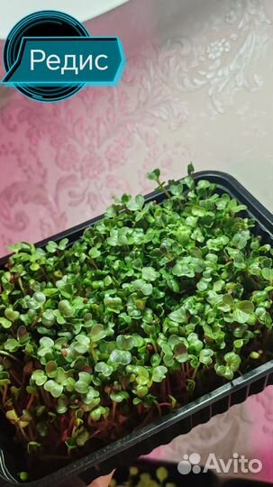 Микрозелень