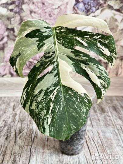Монстера альба