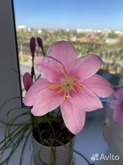 Зефирантес