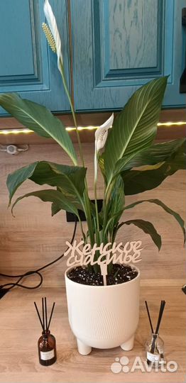 Спатифиллум