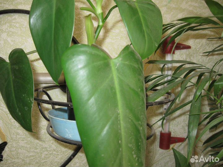 Фикус в офис филы