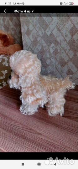 Собачка тедди