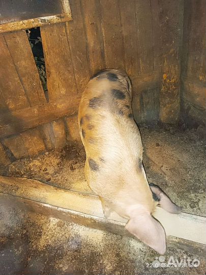 Продам 2 хряков Дюрок 20000т-р второй 15000т-р