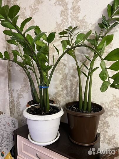 Замиокулькас