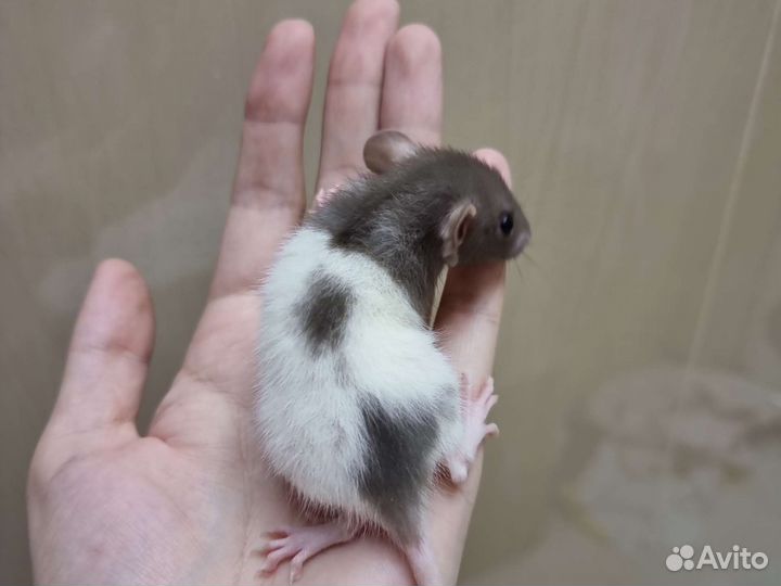 Крысята крыса крысята дамбо