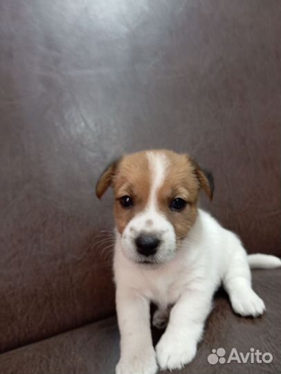 Щенки джек Рассел терьер