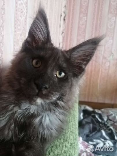 Котята мейн-кун