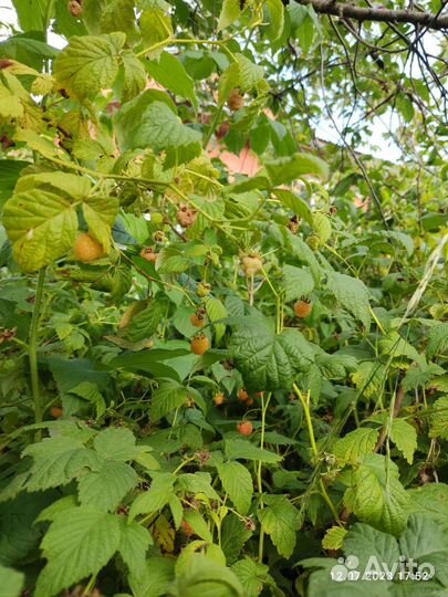 Отдам Бесплатно