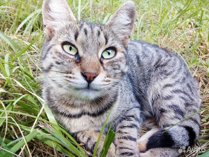 Кошечка-улыбака в поисках дома