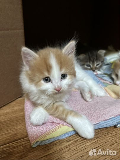 Отдам в добрые руки