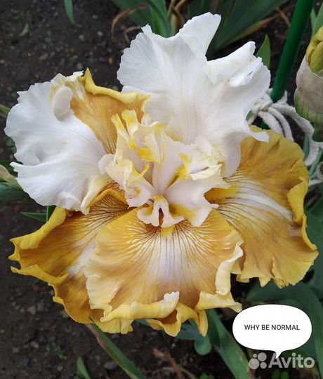 Ирис шестифолый