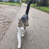 Кот в добрые руки, Советск