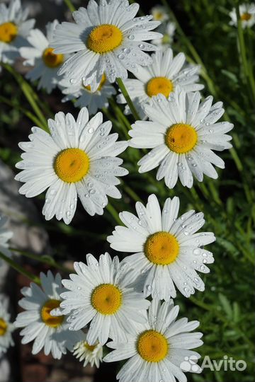 Ромашка садовая многолетняя. Не требует ухода