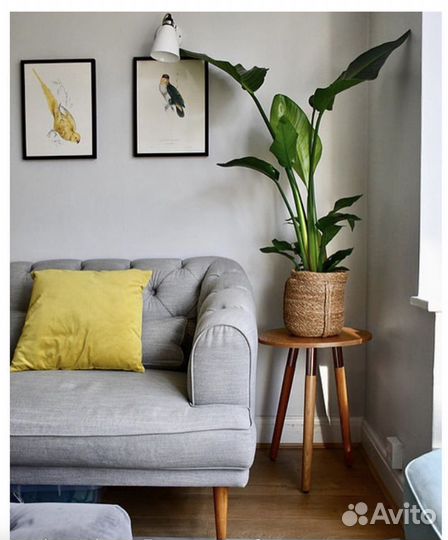 Стрелиция николая