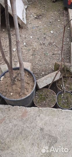 Инжир лаханы розы ростения