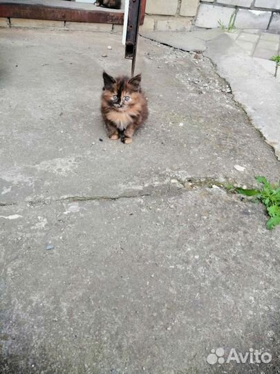 Счастье в дом