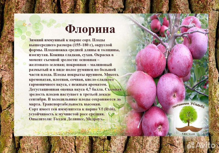 Саженцы плодовых деревьев