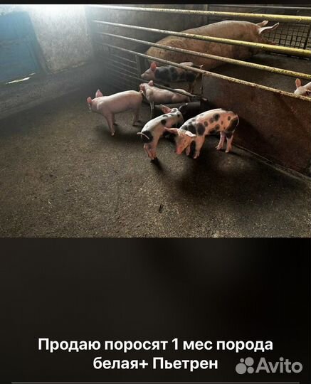 Поросенок ландрас+ пьетрен