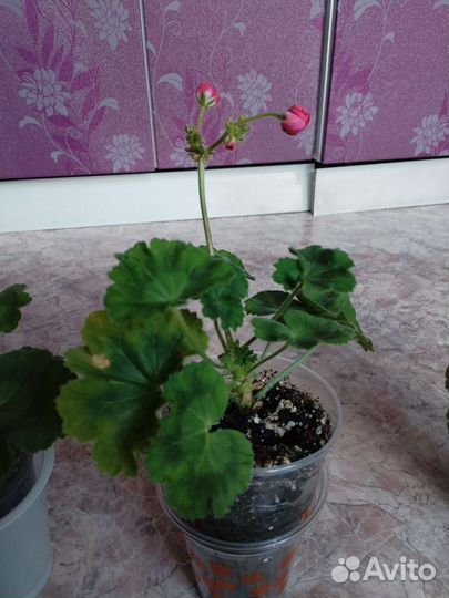 Пеларгония герань viva rosita, и фиалки