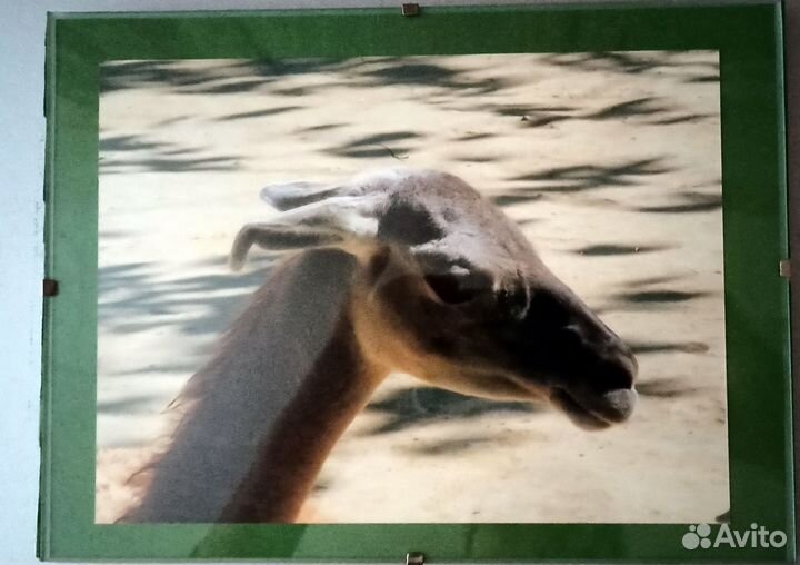 Фото-рамка стекло 18х23 с фотографией