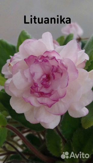 Укорененные детки и пасынки сортовых фиалок